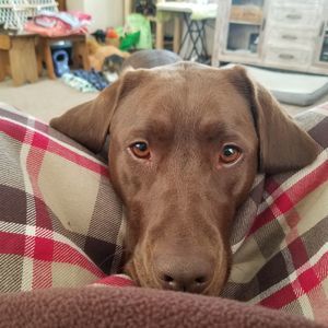 Meet your Posher, Amber